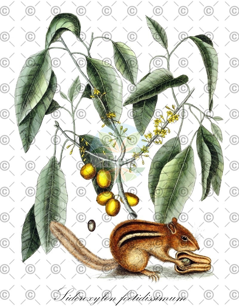 HistAbb_7406_1_FLORAD_SIMPLE | Historische Abbildung von Sideroxylon foetidissimum - Sapotaceae | Historical Illustration of Sideroxylon foetidissimum - Sapotaceae