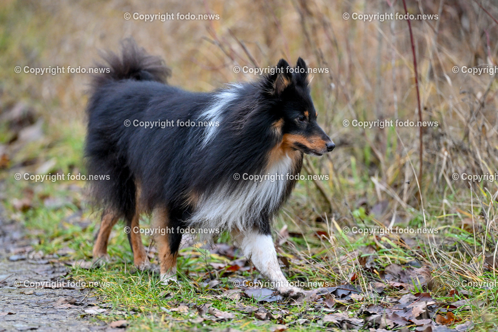 Hund_ Hunde_ Freilaufzone_ 13.12.2024-8 | 13.12.2024, Linz, AUT, Hund, Hunde, Themenbild, im Bild Hund, Hunde, spazieren, Wald, Weg, Wiese, laufen, Freilaufzone, Spazierweg, Arrigo, spielen, laufen