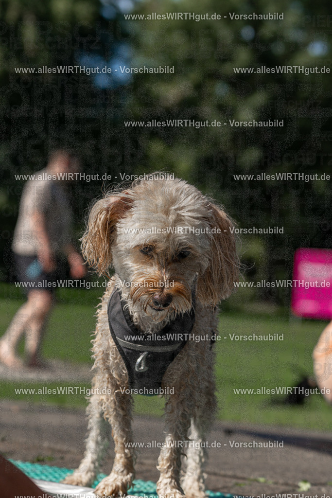 Hundeschwimmen_Volksbad_2026-allesWIRTHgut_Tierfotografie-2609061155-FAY06331 | Professionelle Tierfotografie in Mönchengladbach von Daniel Wirth (allesWIRTHgut). Liebevolle & natürliche Bilder von Hunden & Katzen für unvergessliche Erinnerungen.