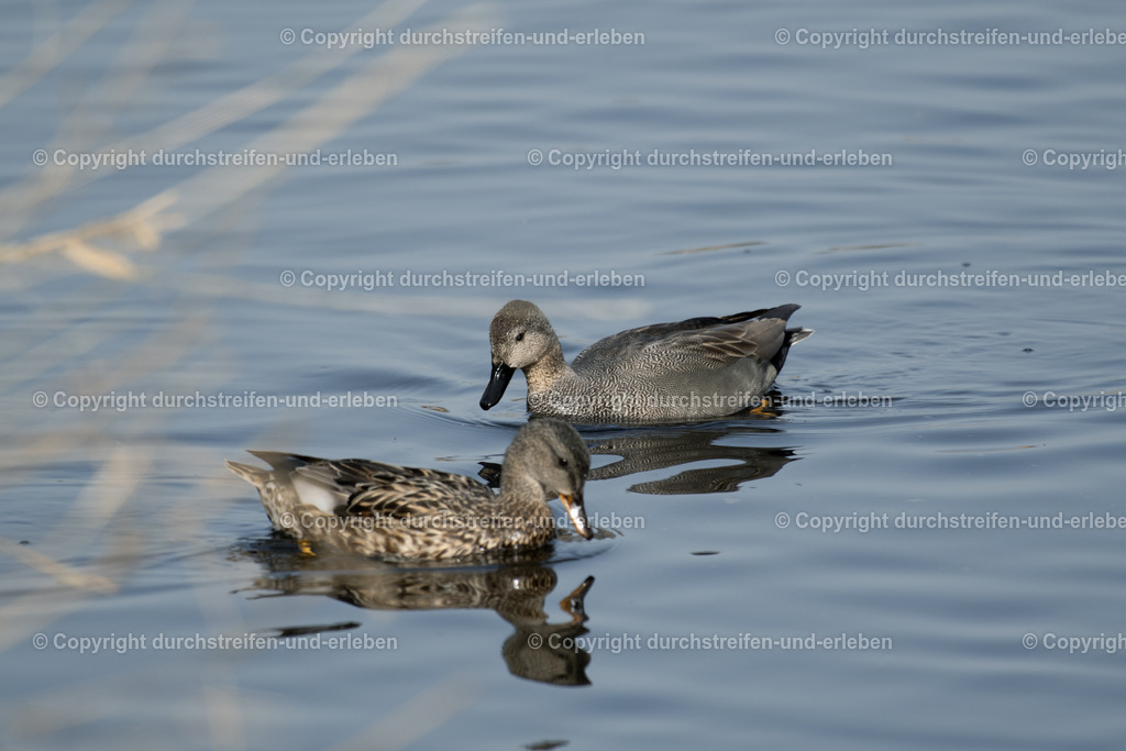 Schnatterenten | Eine wenig in Mitteleuropa verbreitete Schnatterente: Diese hier lebt im Naturschutzgebiet Rieselfelder in Münster. A gadwall, a species of duck that is not very common in Central Europe: This one lives in the Rieselfelder nature reserve in Münster. This one lives in the Rieselfelder nature reserve in Münster. This one lives in the Rieselfelder nature reserve in Münster. - Realisiert mit Pictrs.com