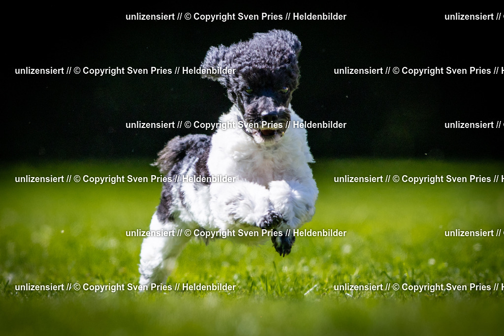 Sven Pries | 2025-08-10 - Hunderennen Durlach - Realisiert mit Pictrs.com