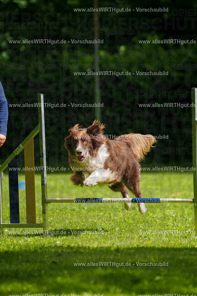 @allesWIRTHgut_Tierfotografie - www.allesWIRTHgut.de - 101033-7R508122 | Professionelle Tierfotografie in Mönchengladbach von Daniel Wirth (allesWIRTHgut). Liebevolle & natürliche Bilder von Hunden & Katzen für unvergessliche Erinnerungen.