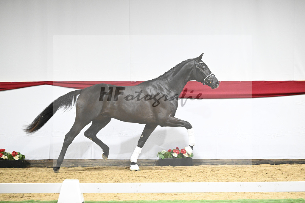Kat-Nr. 13 v. Zackerey_Blue Hors_63220326 | hf-fotografie - Realizzato con Pictrs.com