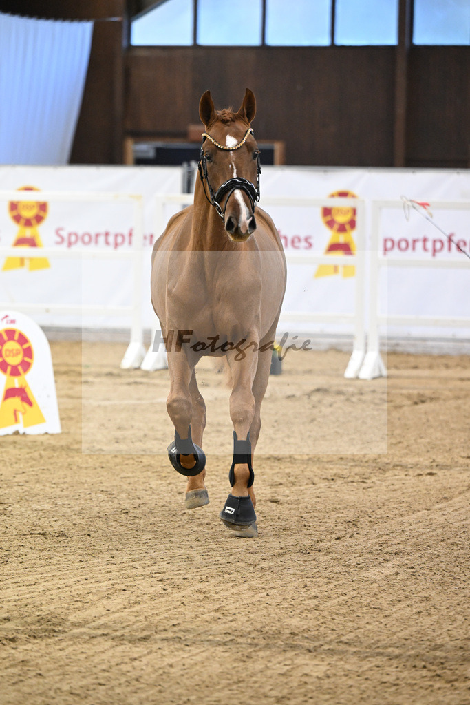 Kat-Nr. 93 Denzel van het Meulenhof - Chacco-Blue_Michael Eichler_47252917 | hf-fotografie - Realisiert mit Pictrs.com