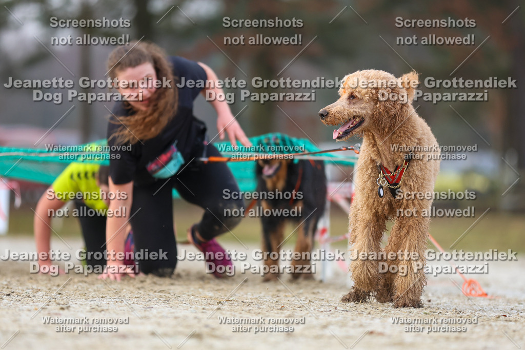 Dog Paparazzi - Strongdog North Mrz26-3733 | Dog Paparazzi Jeanette Grottendiek Fotografie & Videografie - Realisiert mit Pictrs.com