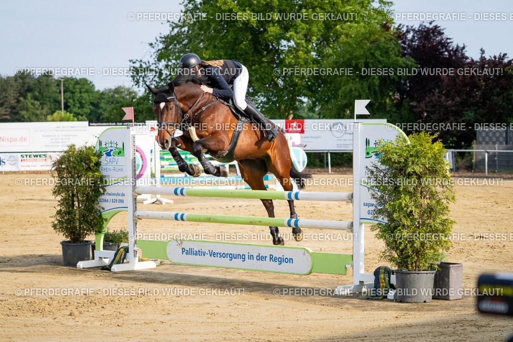 DSC02570 | Pferdegrafie