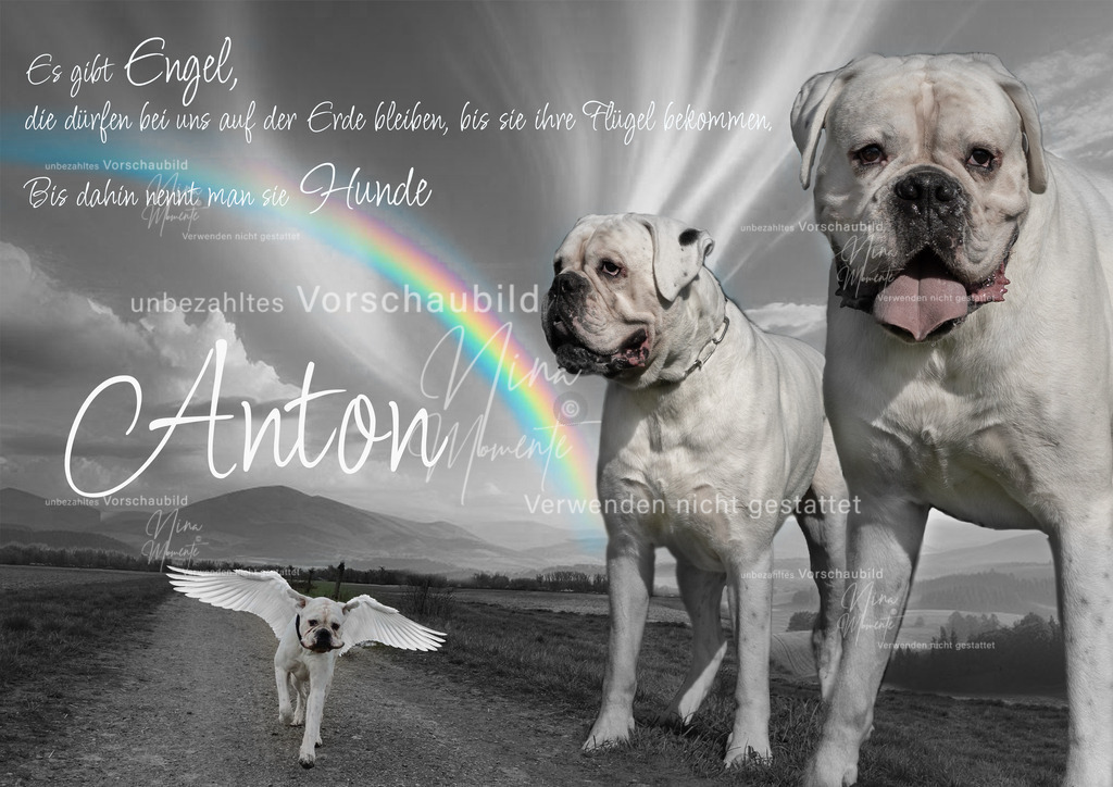 collage | Einzigartige Fotos von Hunden & Menschen –Actionfotos, Portraits, Vereinsaufnahmen & Paarshootings – authentisch, lebendig & mit Herz.