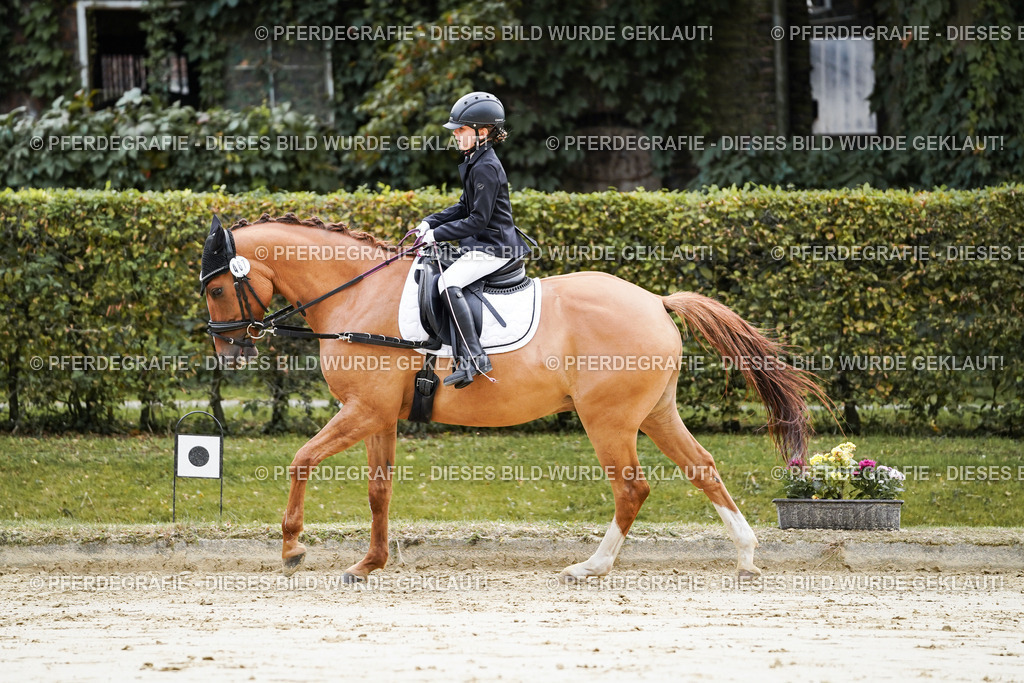 DSC05475 | Pferdegrafie