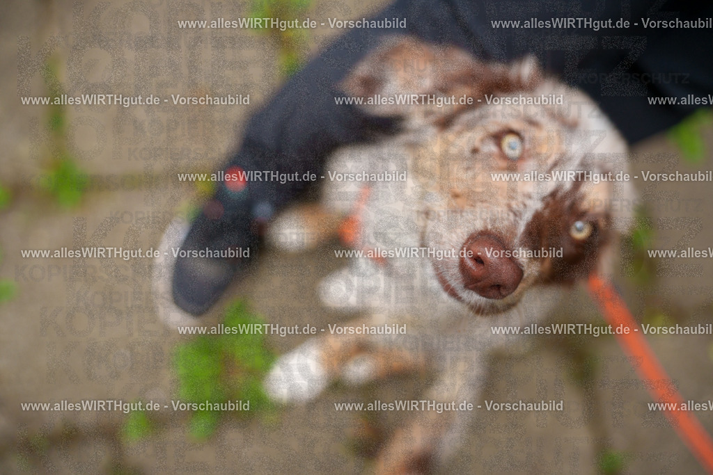 @allesWIRTHgut_Tierfotografie - www.allesWIRTHgut.de - 113254-7R508454 | Professionelle Tierfotografie in Mönchengladbach von Daniel Wirth (allesWIRTHgut). Liebevolle & natürliche Bilder von Hunden & Katzen für unvergessliche Erinnerungen.