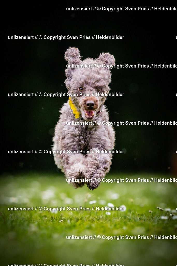 Sven Pries | 2025-05-29 - Pudelrennen KA-Durlach - Realisiert mit Pictrs.com