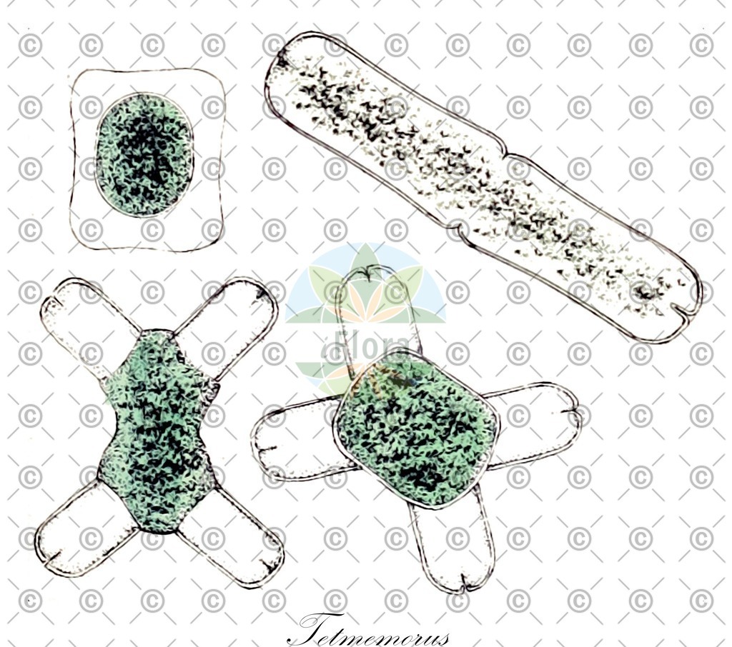 HistAbb_wfo-0000415229_1_ENZY_Simple | Historische Abbildung von Tetmemorus - Desmidiaceae (0) | Historical Illustration of Tetmemorus - Desmidiaceae (0)