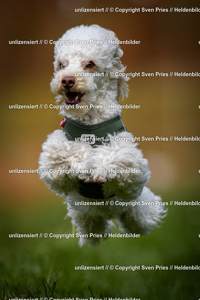 Sven Pries | 2025-04-13 - Hunderennen Baden-Baden - Realisiert mit Pictrs.com