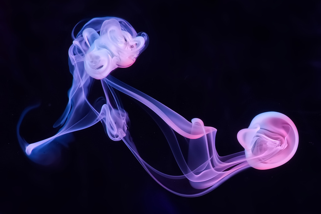 122_DSC06085_filter_3_2 | In diesem Shop werden vorwiegend künstlerisch hochstehende Aufnahmen aus dem Bereich der Naturfotografie zum Verkauf angeboten. - In this store mainly artistic high quality shots from the field of nature photography are offered for sale. - Realisiert mit Pictrs.com