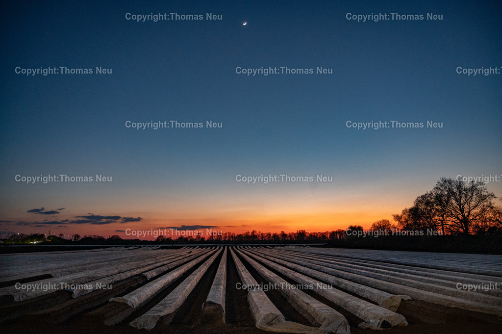 Spargelfeld_Abendsonne_DSC_9077 | ,Bensheim, Blaue Stunde über Spargelfeld Am Berliner Ring in der Nähe des Tennisvereins hat unser Fotograf die Spargelfelder in der Abendsonne fotografiert, ,, Bild: Thomas Neu