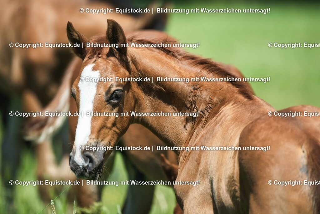 20210617_Fohlen_0137 | Foto: Thomas Hartig