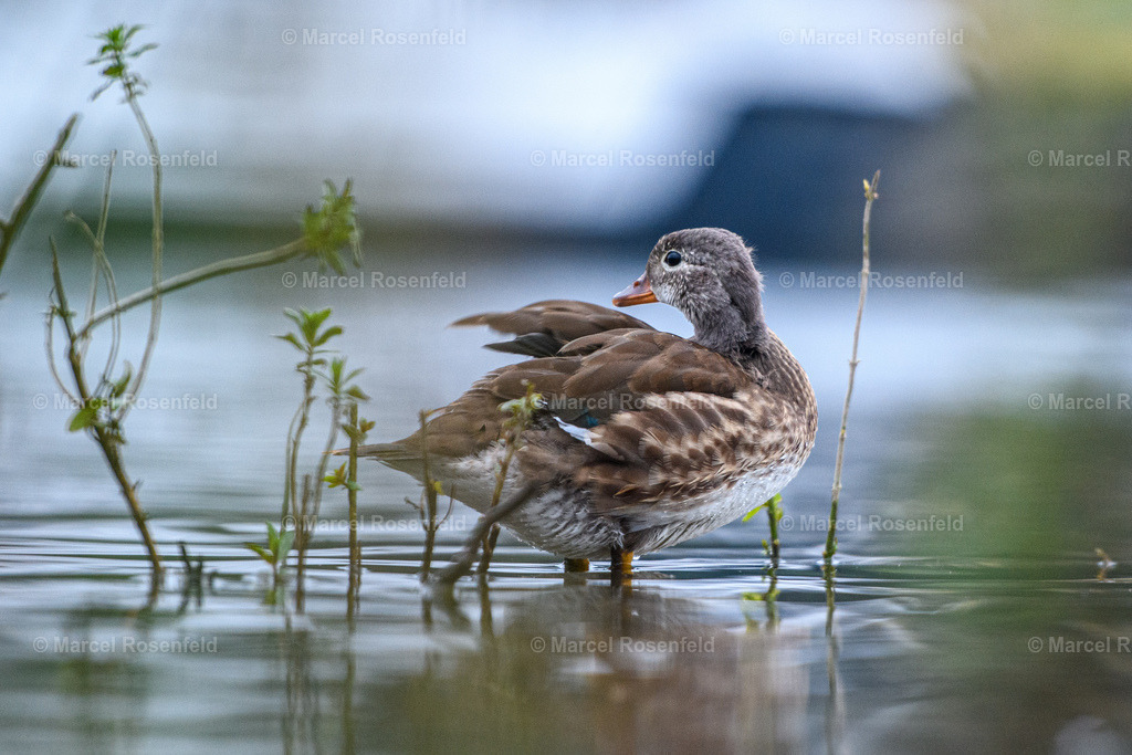 _DSC7641 | foto-rosenfeld
