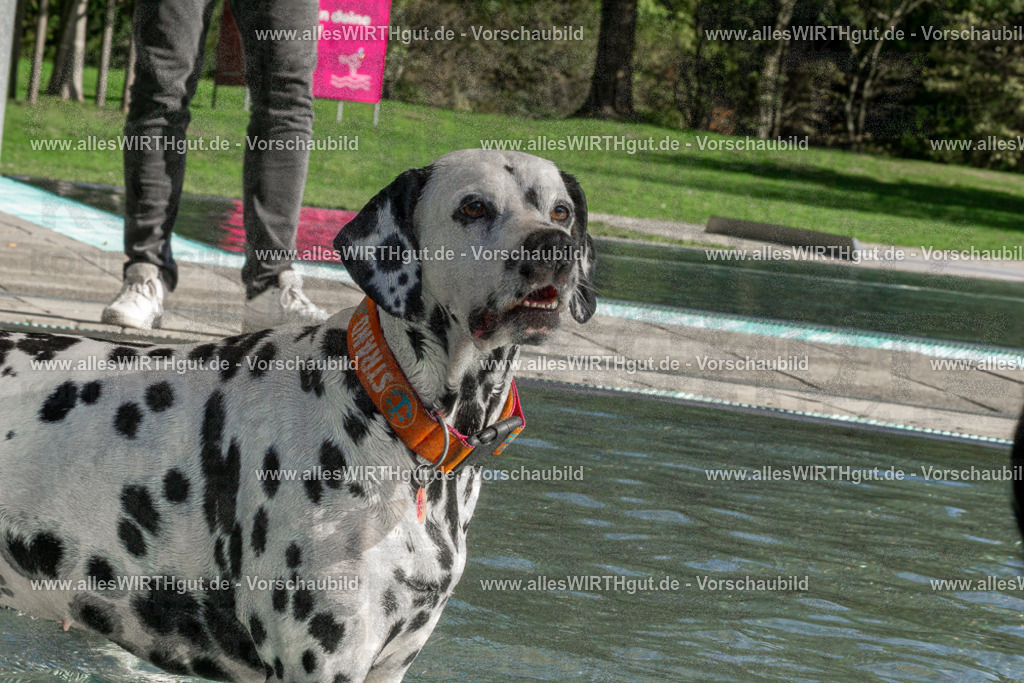 Hundeschwimmen_Volksbad_2026-allesWIRTHgut_Tierfotografie-2609061549-DSC00142 | Professionelle Tierfotografie in Mönchengladbach von Daniel Wirth (allesWIRTHgut). Liebevolle & natürliche Bilder von Hunden & Katzen für unvergessliche Erinnerungen.
