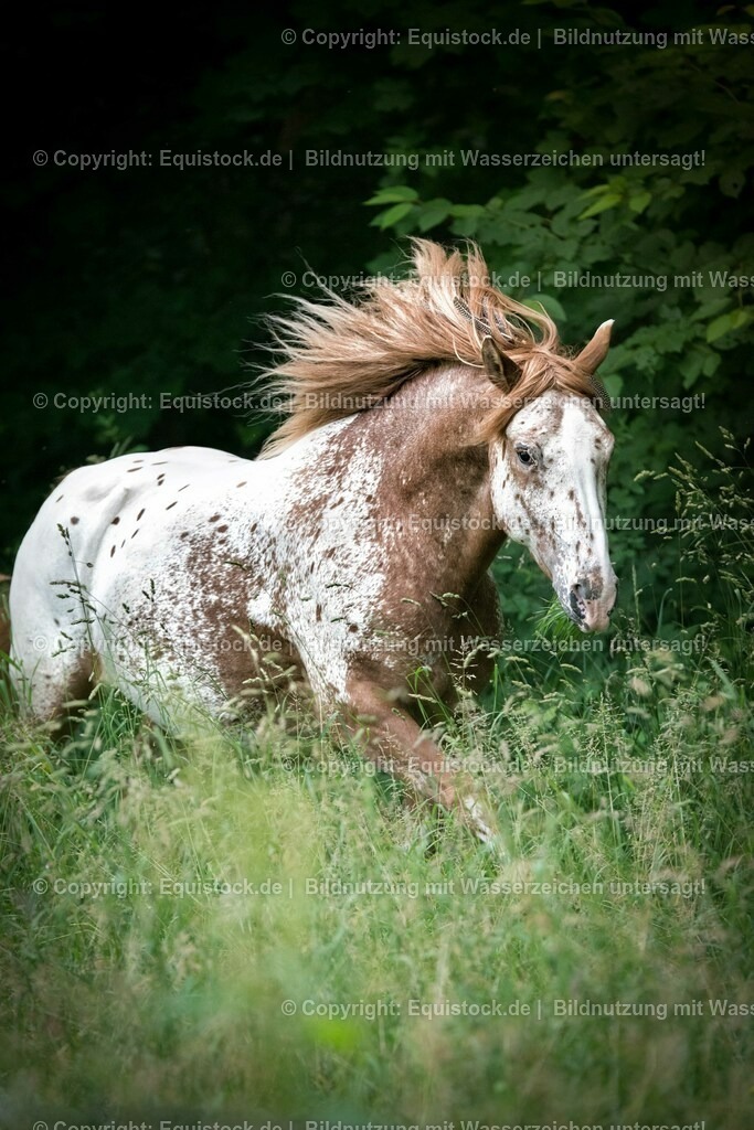 20150627_TOMsPiC_0189 | equistock