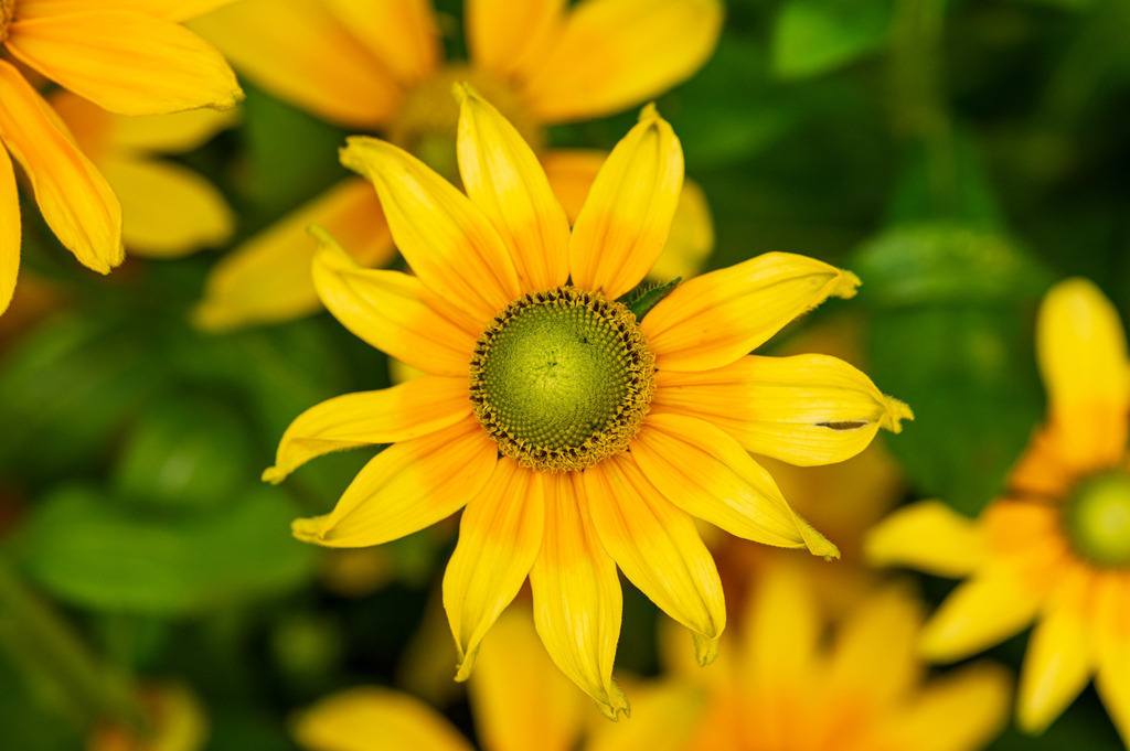 2023_08_13_HH-BOTANISCHER-GARTEN_MCP1603 | Hochwertig gedruckte Fotografien für die Wand, als Kalender und zum Verschenken. Hamburg & Norddeutschland und überall wo ich mit der Kamera unterwegs war.