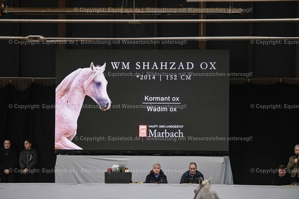 20260307_Hengstvorstellung-Marbach_0430 | equistock