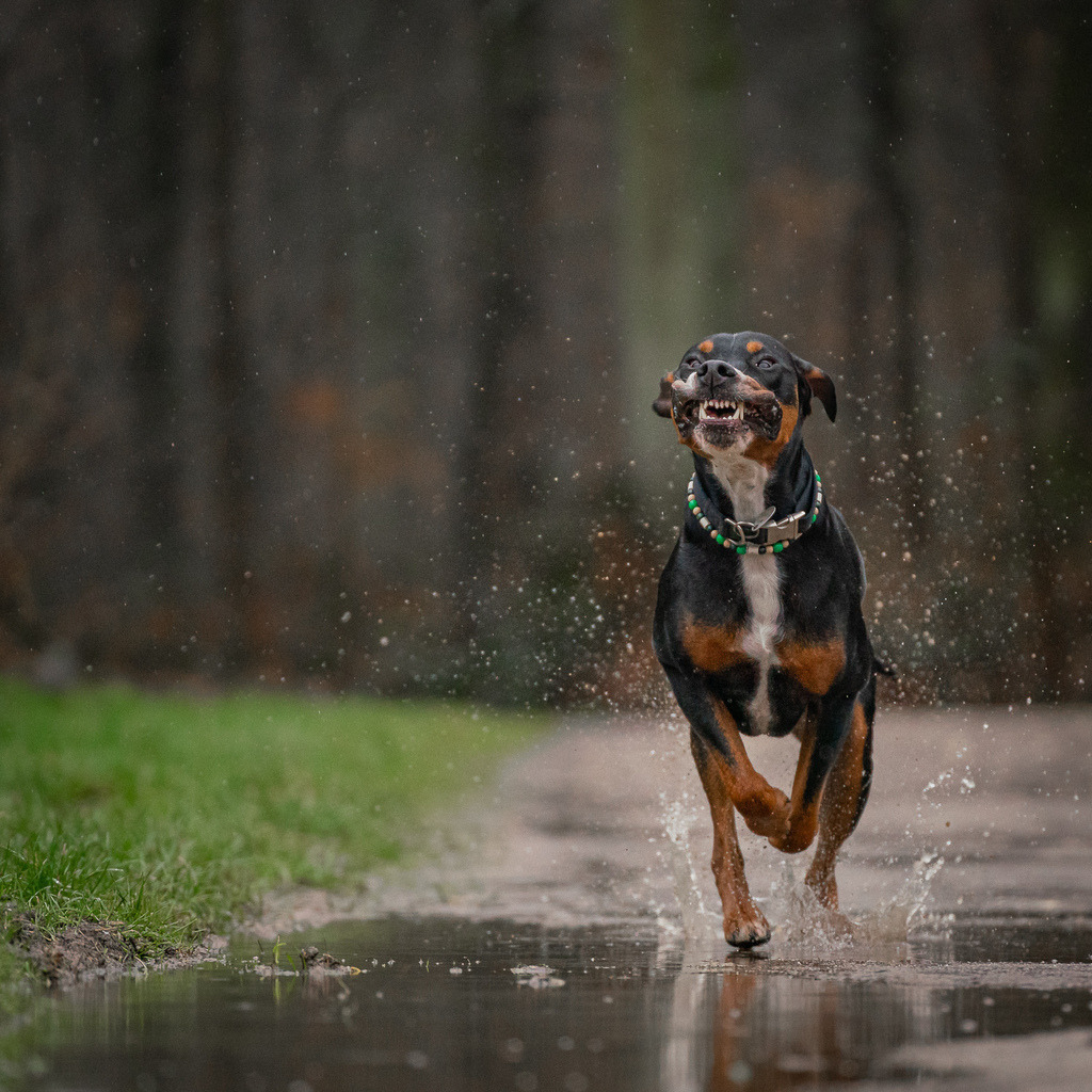 allesWIRTHgut Tierfotografie - 20210304-_AWG5896 | Professionelle Tierfotografie in Mönchengladbach von Daniel Wirth (allesWIRTHgut). Liebevolle & natürliche Bilder von Hunden & Katzen für unvergessliche Erinnerungen.