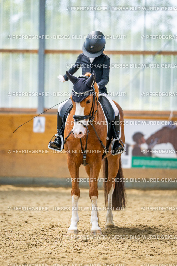 DSC04636 | Pferdegrafie