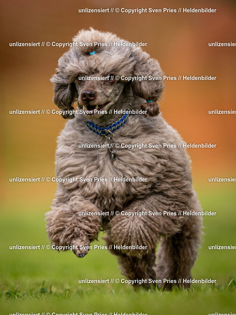 Sven Pries | 2024-09-22 - Hunderennen Baden-BadenPudelverein - Realisiert mit Pictrs.com