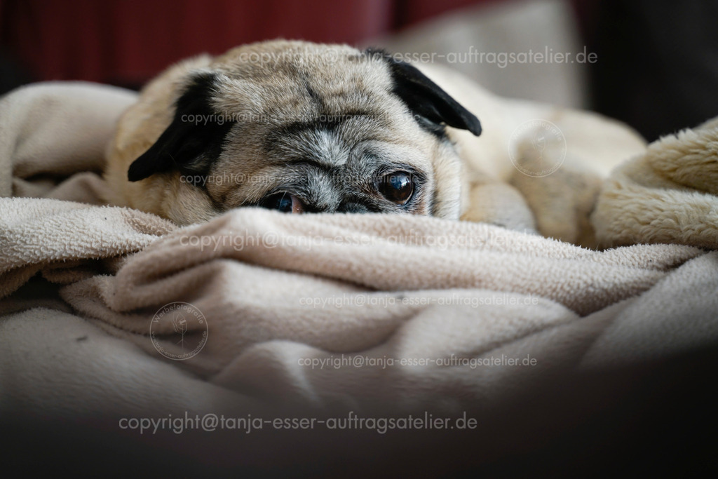 Mops Hund schlaeft auf der Couch D | Ein 11 Jahre alter Mops Hund auf dem Sofa. Der beige Hund kuschelt sich in eine beige Decke. Er schaut in die Kamera. Die Ohren sind aufmerksam nach vorne gestellt. 
