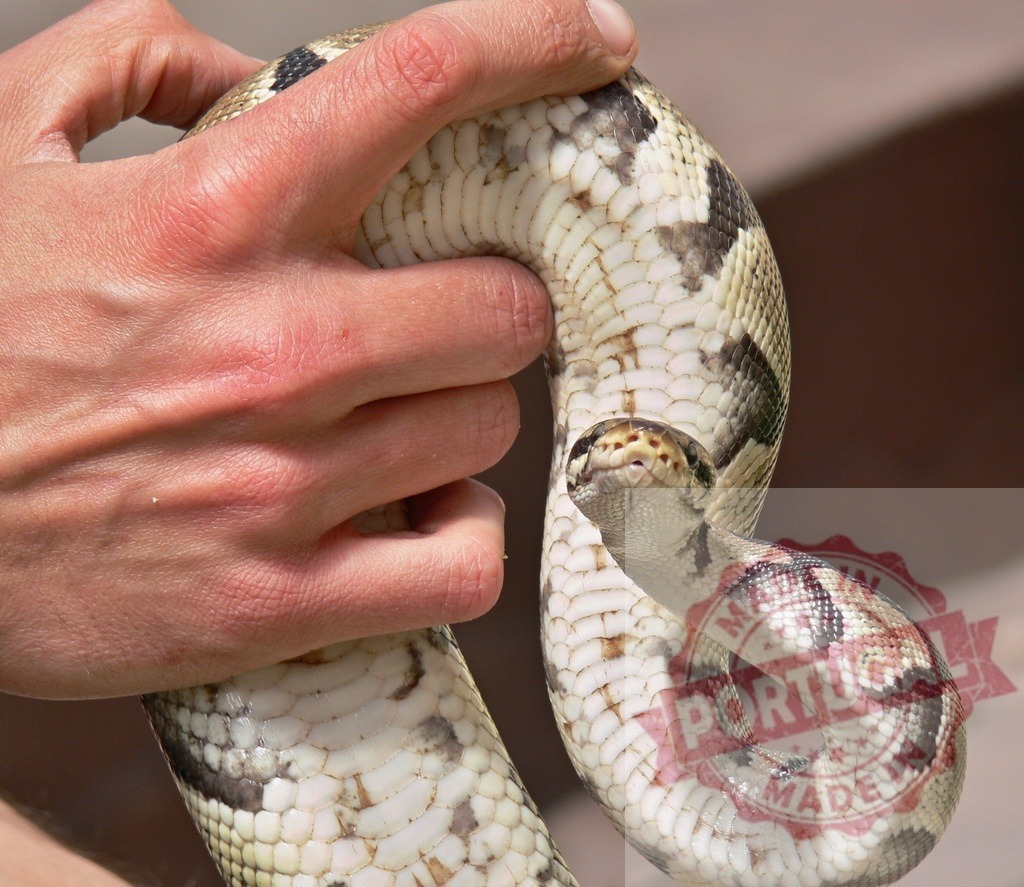 Human hand holding a live ball python snake | Person's hand gripping a non-venomous python snake, showing scales - Realisiert mit Pictrs.com