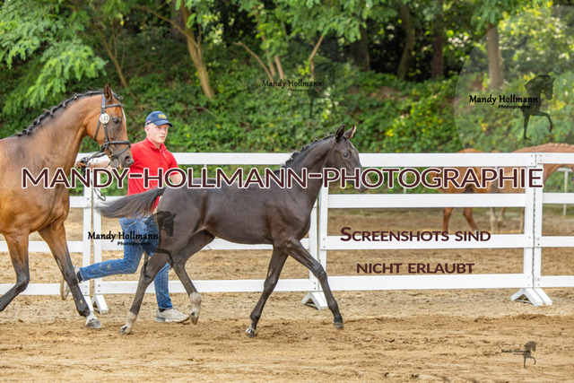 Sage Haast DR-620 | mandyhollmannphotographie
