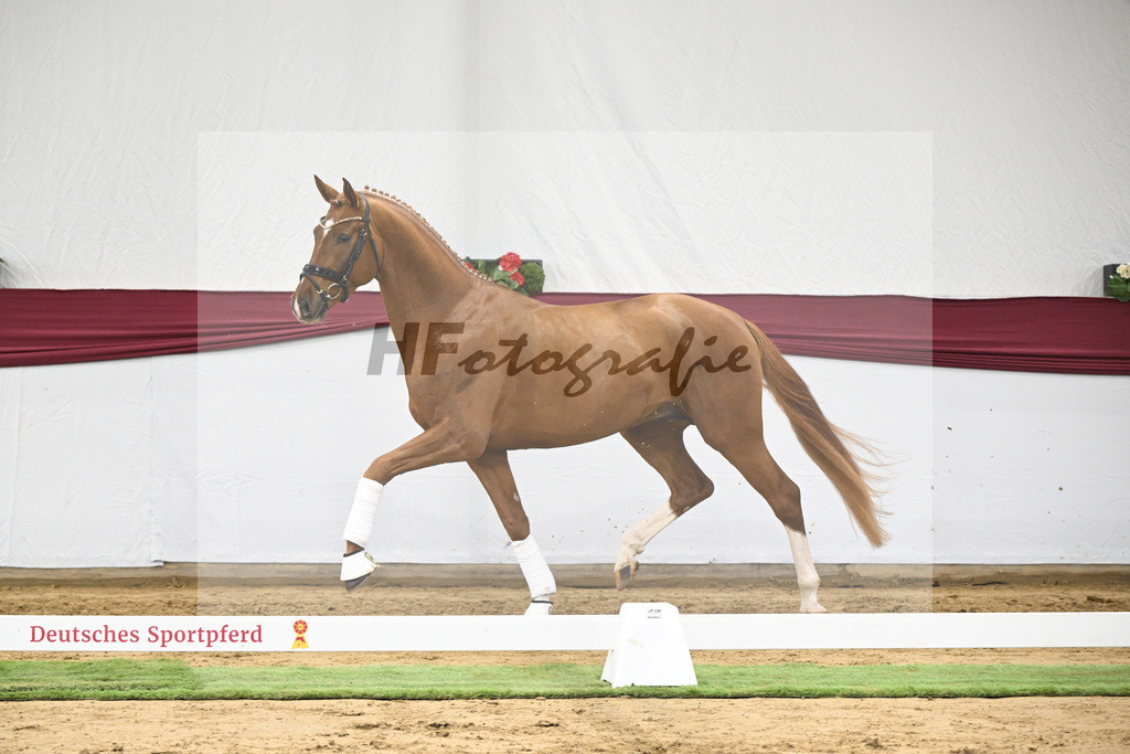 Kat-Nr. 22 Secret x Revolution_Gestuet Greim_47250629 | hf-fotografie - Realisiert mit Pictrs.com