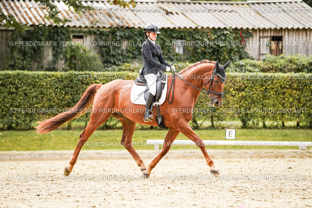 DSC01797 | Pferdegrafie