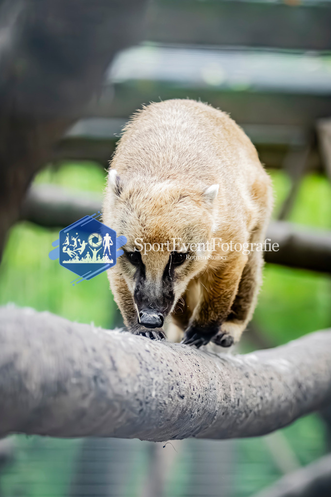 IMG_3069 | SportEventFotografie - Roman Stoiber