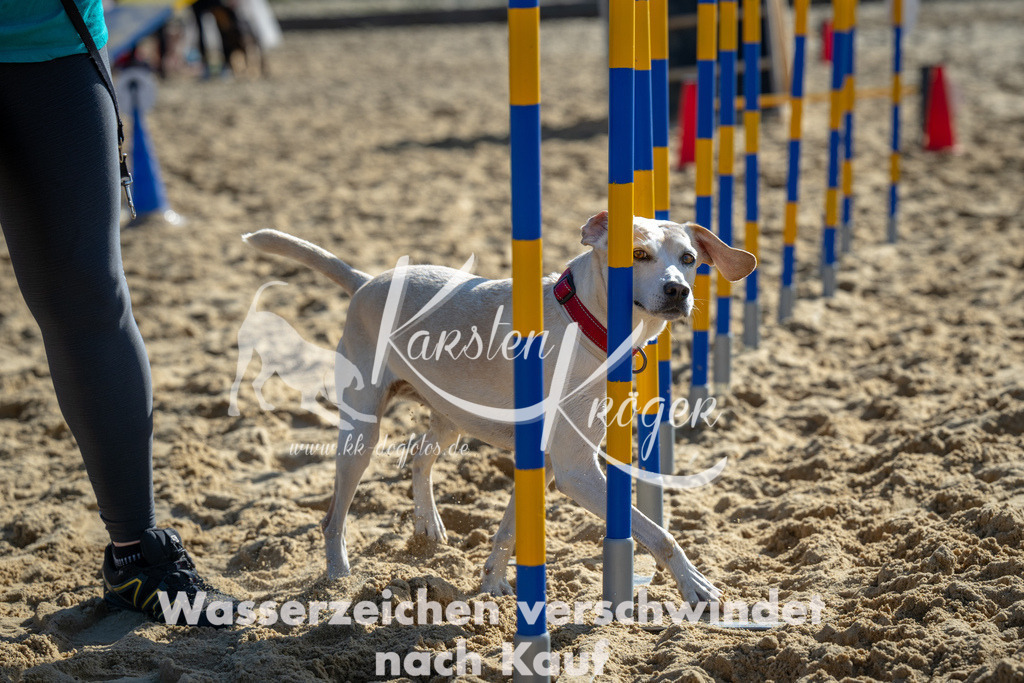 1117_ZZ90919 | kk-dogfotos