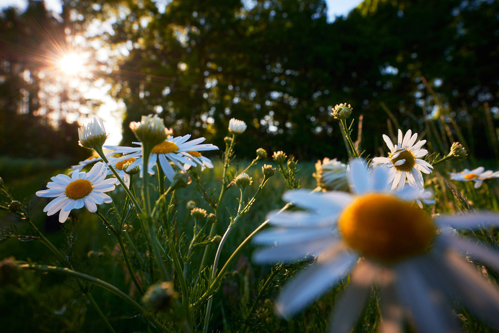 Echte Kamille am Wegrand | Pfösing, Austria - June 06, 2020: Echte Kamille am Wegrand, im Hintergrund ein Wald mit Sonne. - Realisiert mit Pictrs.com