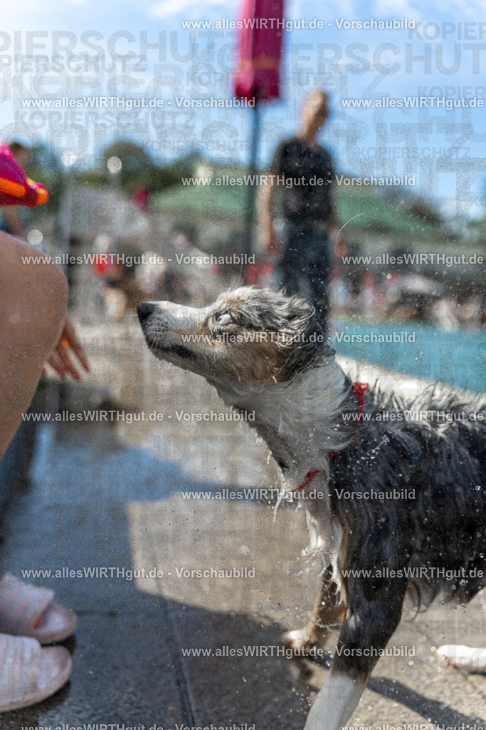 Hundeschwimmen_Volksbad_2026-allesWIRTHgut_Tierfotografie-2609061211-112149-7R500282 | Professionelle Tierfotografie in Mönchengladbach von Daniel Wirth (allesWIRTHgut). Liebevolle & natürliche Bilder von Hunden & Katzen für unvergessliche Erinnerungen.