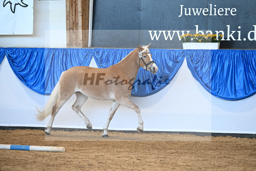 Bl. Band Kat-Nr. 12 Luna K v. Salto_Kerscher_48241187 | hf-fotografie - Realisiert mit Pictrs.com