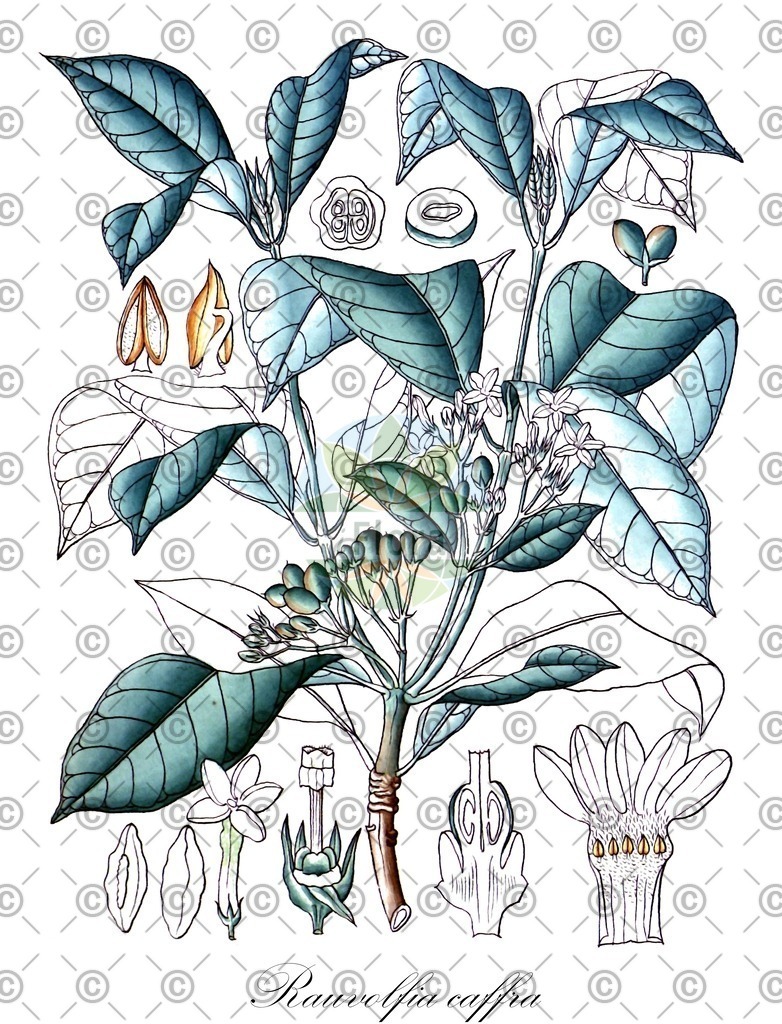 HistAbb_wfo-0000509912_1_SIMPLE | Historische Abbildung von Rauvolfia caffra - Apocynaceae | Historical Illustration of Rauvolfia caffra - Apocynaceae