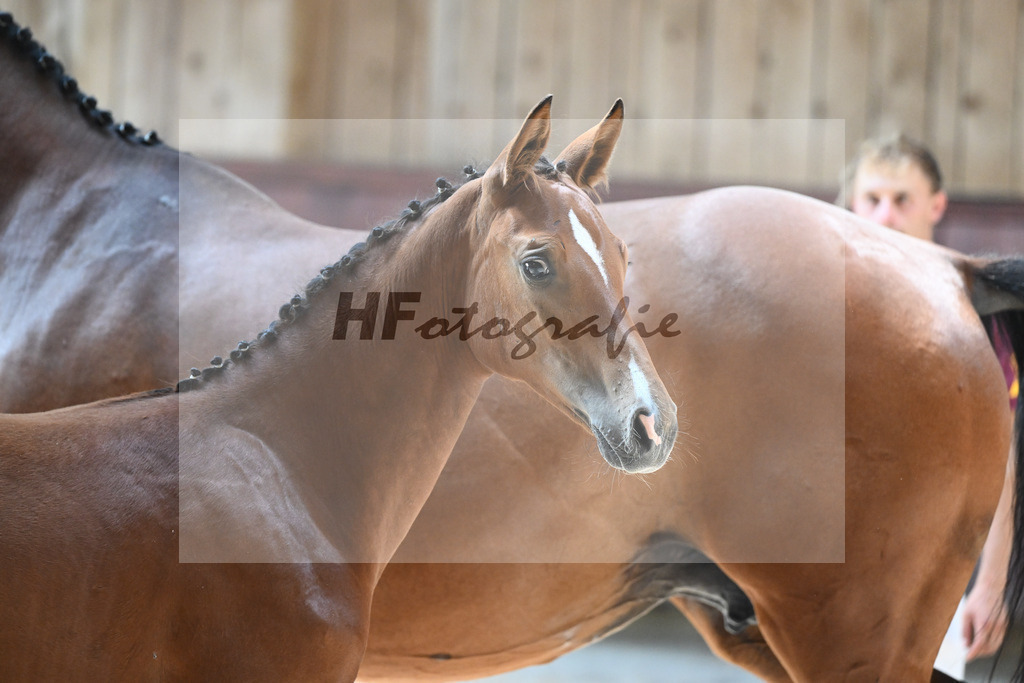 Kat-Nr. 7 SF Cascadello I x Cormint_Stoeger_32240488 | hf-fotografie - Realisiert mit Pictrs.com