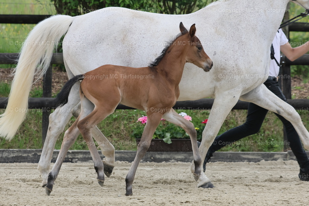 TrakFohlenschHennef17052025MC3H5A6837B1 | Pferdefotos online bestellen - Realisiert mit Pictrs.com