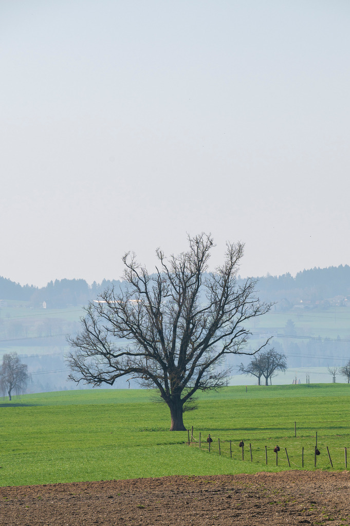 Mystische Bäume - Matzingen, Schweiz | Die Mystik der Bäume unterscheidet sich je nach Jahreszeit  - Realisiert mit Pictrs.com
