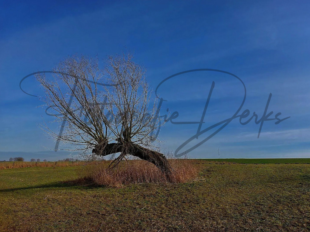Bilder Homepage-12 | fotografie-derks - Realisiert mit Pictrs.com