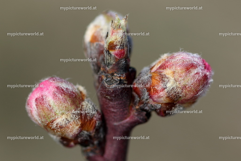 Pfirsich-004 | Das Bilderarchiv über Tiere, Planzen und Landschaften. In der Bilddatenbank finden Sie ein große Auswahl an hochwertigen Bilder für Ihre Werbung - Realisiert mit Pictrs.com