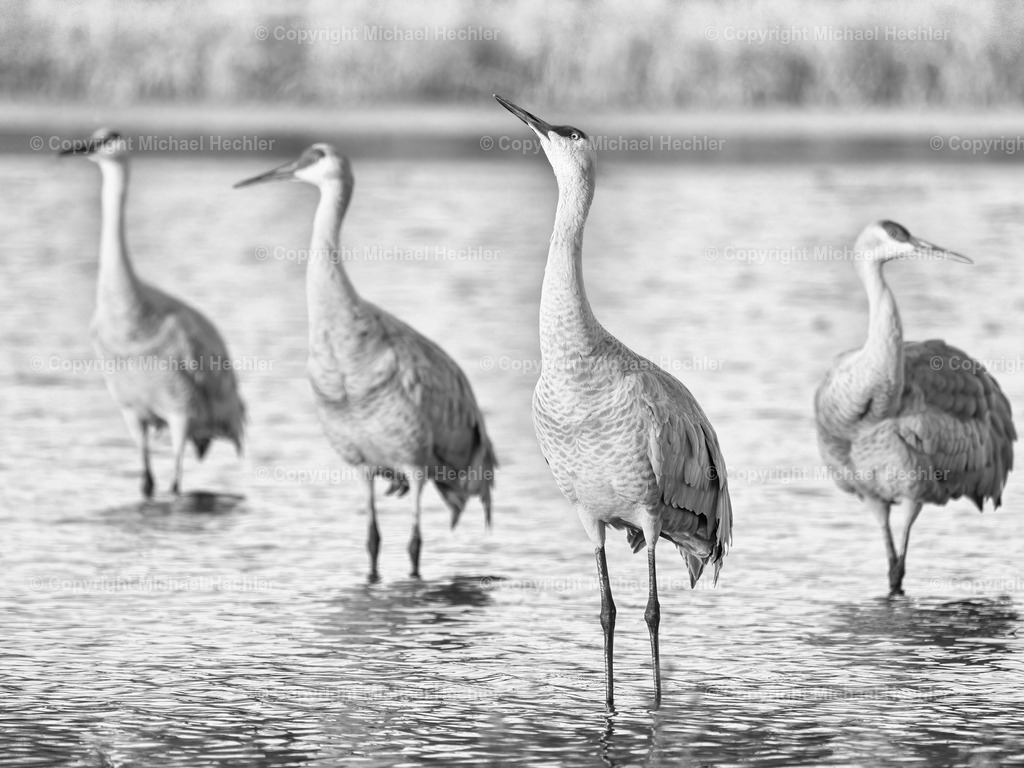 Heads Up | Sandhill Crane in a lake - Realisiert mit Pictrs.com