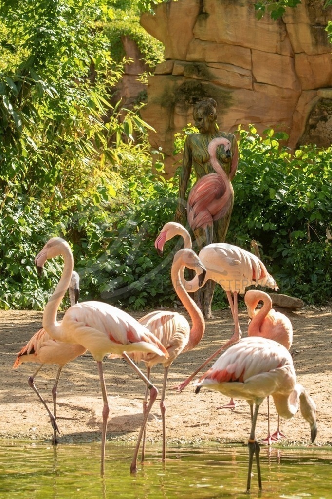 AnimalArt-FLAMINGO_1851 | #001 | Modell: Katey | Foto: Ralf Oltmanns - Realisiert mit Pictrs.com