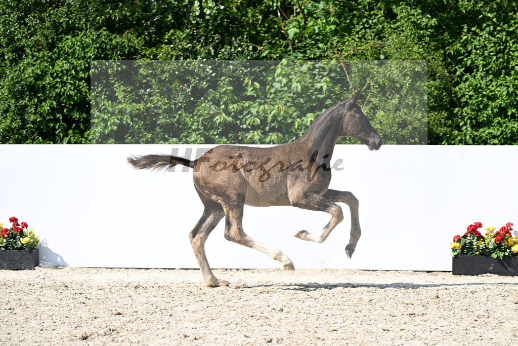 Escamillo x San Amour I_HF_160325_ZG Fink-Deichner Gantner_13251788 | hf-fotografie - Realizzato con Pictrs.com