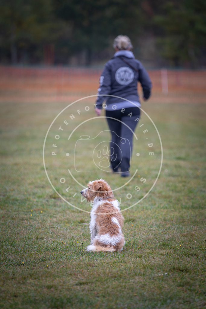 Pfotenfotografie_DV3A9219 | Hundefotografie, Tierfotograf, Pfotenfotografie, Fotoshooting Hund, Hunde Portrait, Hundesport, Hundeportraits, Heideshooting, Hunde, Sportfotograf, Hundefotograf, Turnierhundsport, THS,  - Realisiert mit Pictrs.com