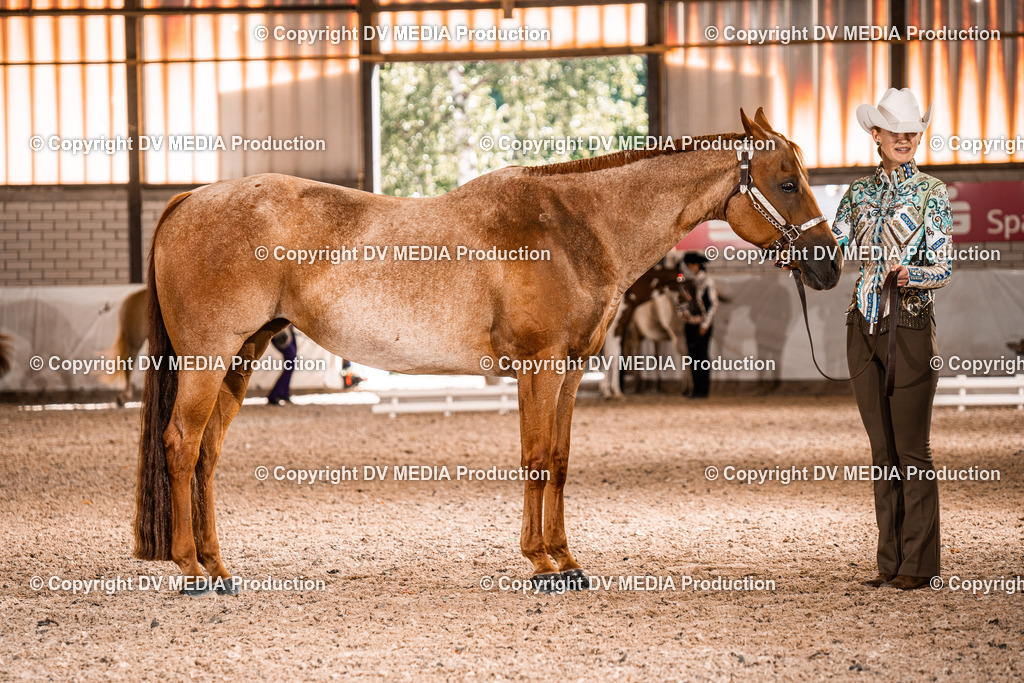 ZH100020 | dv-media-shop - Realisiert mit Pictrs.com