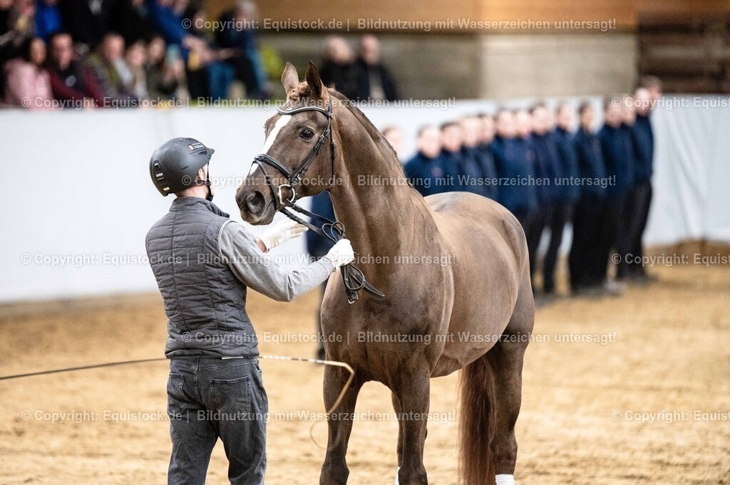 20260307_Hengstvorstellung-Marbach_0540 | equistock