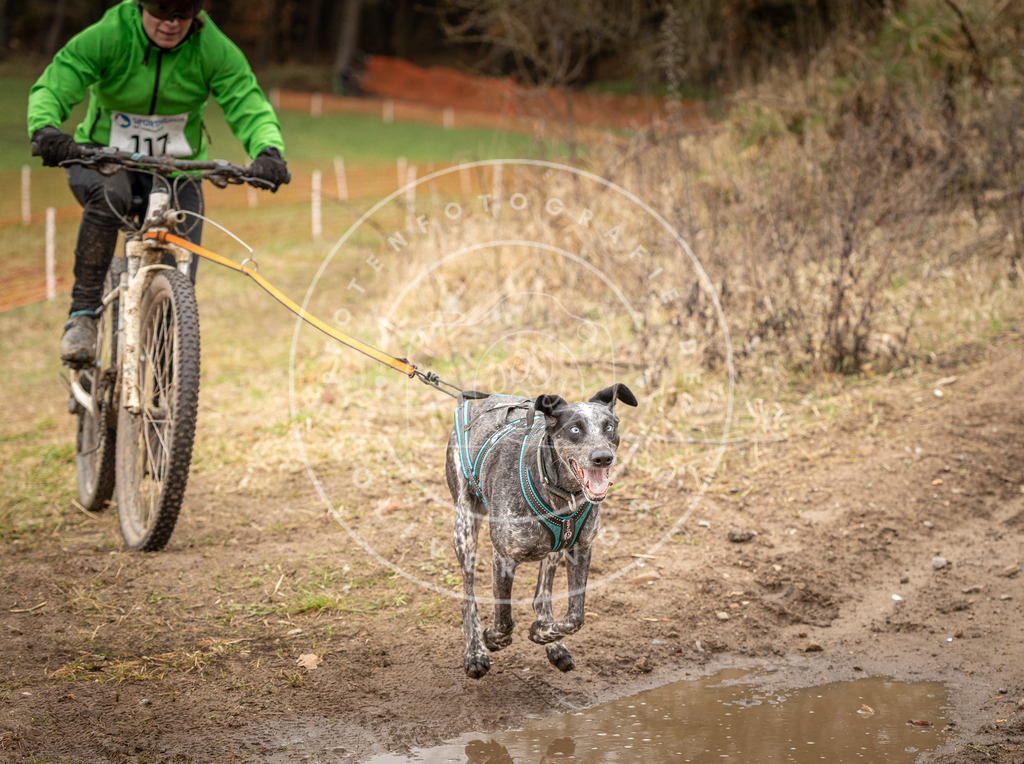 DV3A0974 | Hundefotografie, Tierfotograf, Pfotenfotografie, Fotoshooting Hund, Hunde Portrait, Hundesport, Hundeportraits, Heideshooting, Hunde, Sportfotograf, Hundefotograf, Turnierhundsport, THS,  - Realisiert mit Pictrs.com